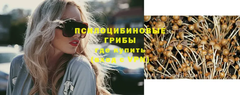 купить   Ленинск  KRAKEN ONION  Псилоцибиновые грибы Psilocybe 